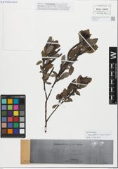 Foto von Salix glabra Scop. x Salix myrsinifolia Salisb.